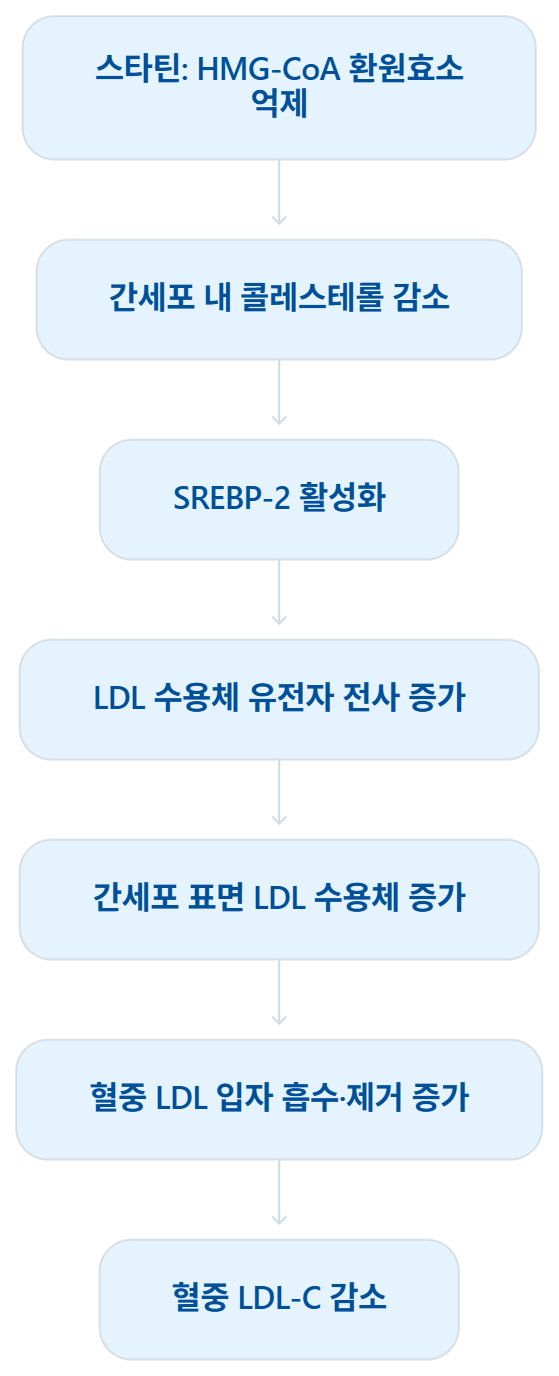 고지혈증 약물치료