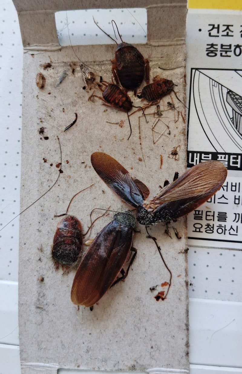 트랩 설치해도 바퀴벌레가 계속 보이는 이유, 바퀴벌레 제대로 잡는 법