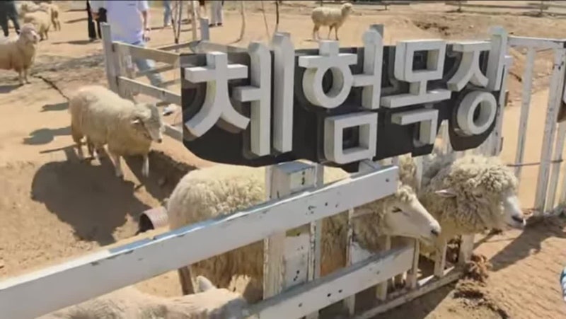 서울 근교 힐링 스팟, 가평양떼목장 다녀왔어요