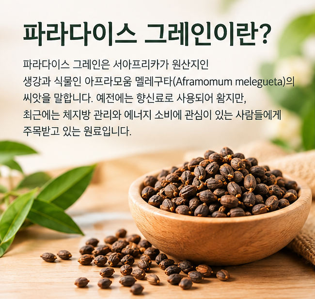 파라다이스 그레인 효능, 체지방 관리에 어떤 도움을 줄까?