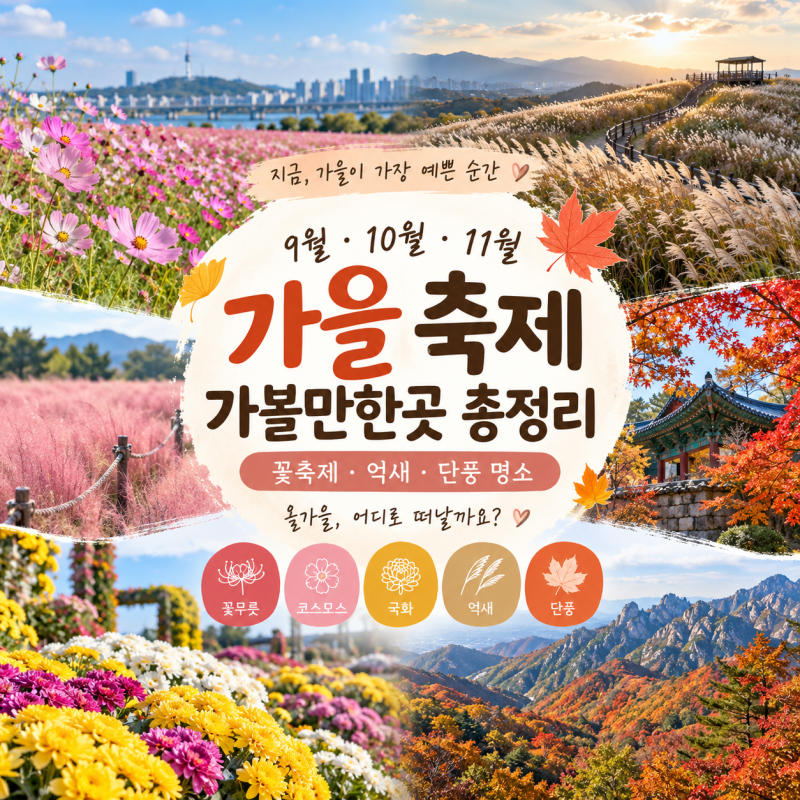 가을 축제 가볼만한곳 총정리 | 9월·10월·11월 꽃축제·억새·단풍 명소