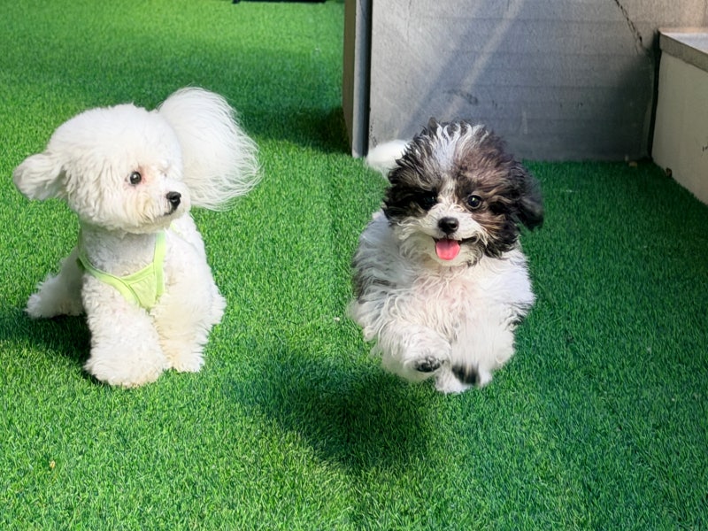 광주애견유치원 강아지유치원 호텔 훈련까지가능한 퍼피토피아 첨단점 상담 후기