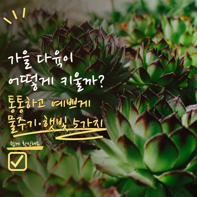 다육이 키우기 가을이 되면 뭐가 달라질까? 물주기·햇빛 관리법 5가지