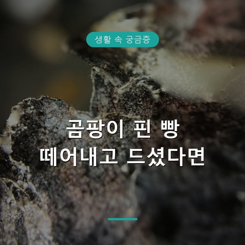 곰팡이 핀 빵 도려내고 먹어도 될까, 식약처 기준으로 본 정답