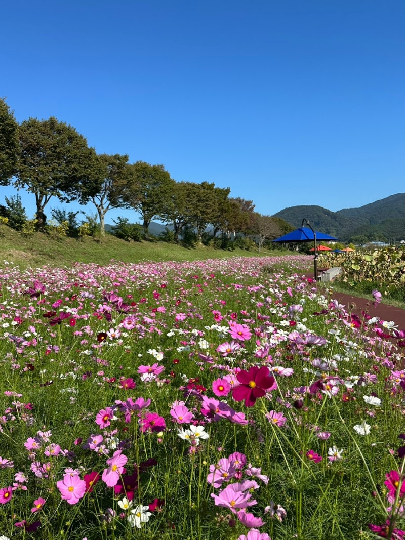황룡강생태공원 광주근교꽃구경 가을꽃축제 장성여행지추천 정담....
