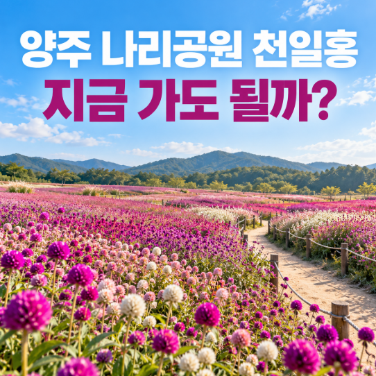 양주 나리공원 천일홍 지금 가도 될까? 나리농원 축제는 언제부터