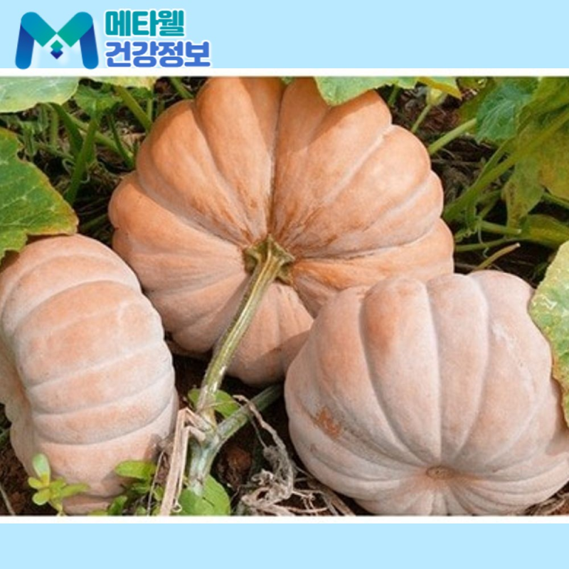 맷돌호박 보관법, 베란다에 세워 뒀는데 속부터 물러지셨죠? 껍질보다 씨 부분이 먼저 삭습....