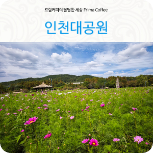 인천대공원 어울정원 코스모스
