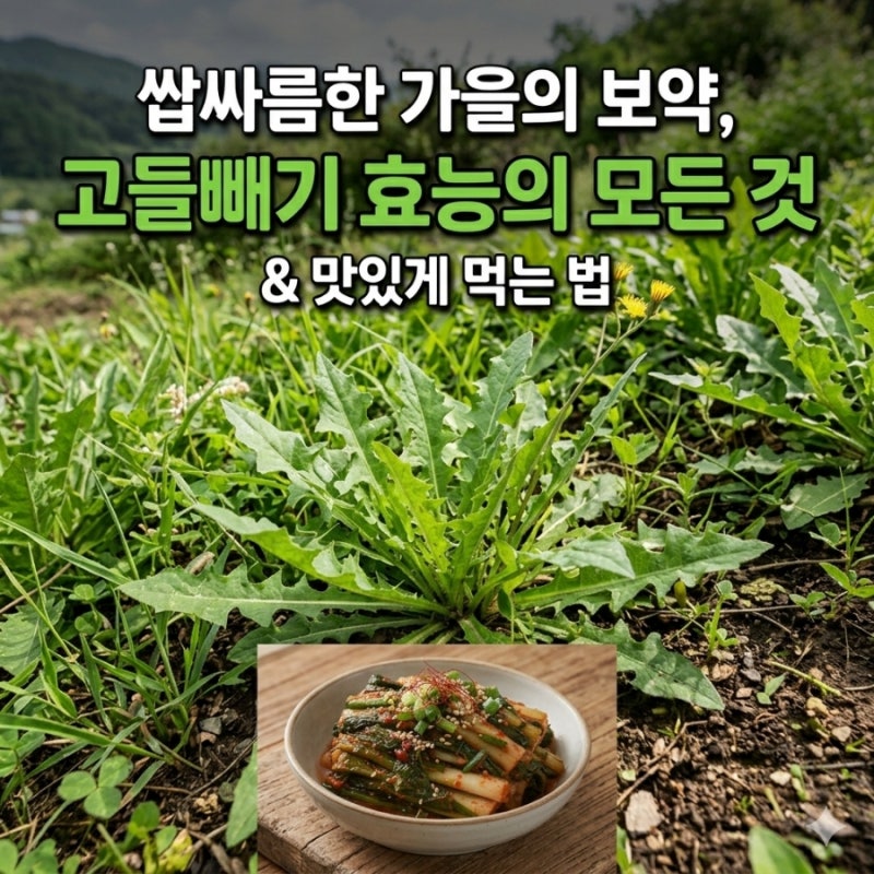 입에 쓴 게 약이 맞네! 고들빼기의 효능과 먹는 법 총정리