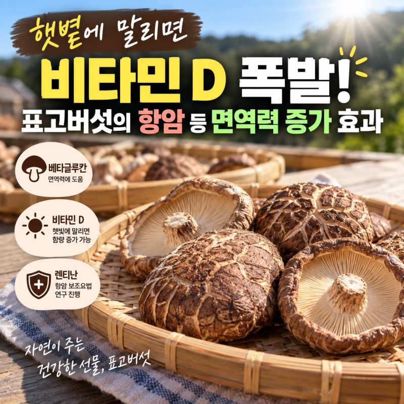 햇볕에 말리면 비타민 D 폭발! 표고버섯의 항암 등 면역력 증가 효과