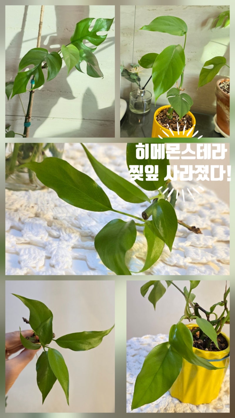 히메몬스테라 가지치기 후 찢잎 실종, 주방 창가 햇빛 부족 때문일까?