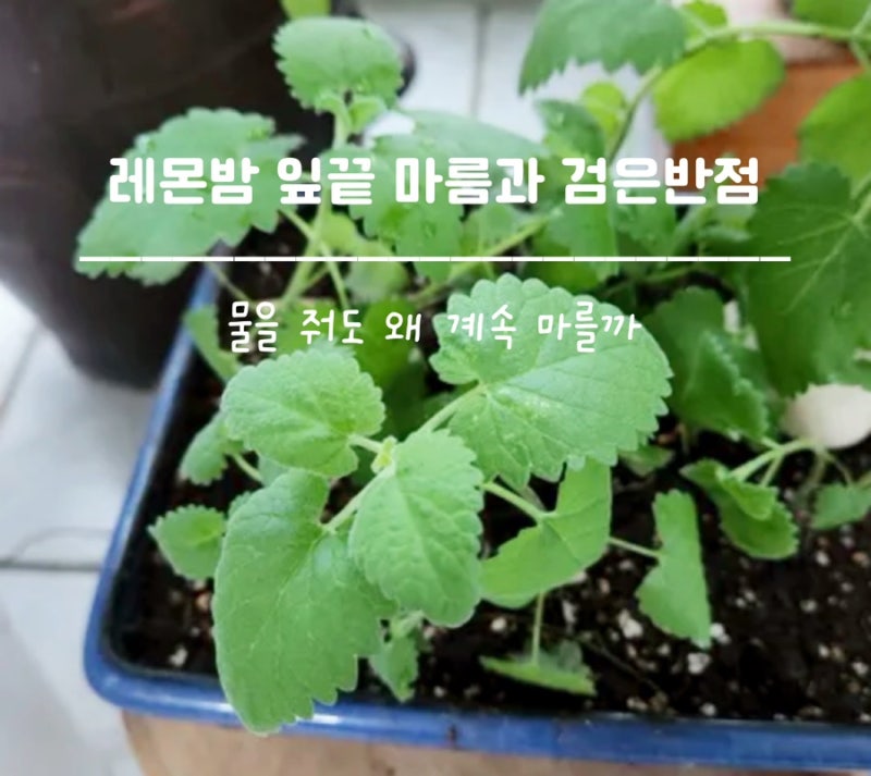 레몬밤 잎끝이 검게 변하고 말라요, 검은반점과 물주기까지