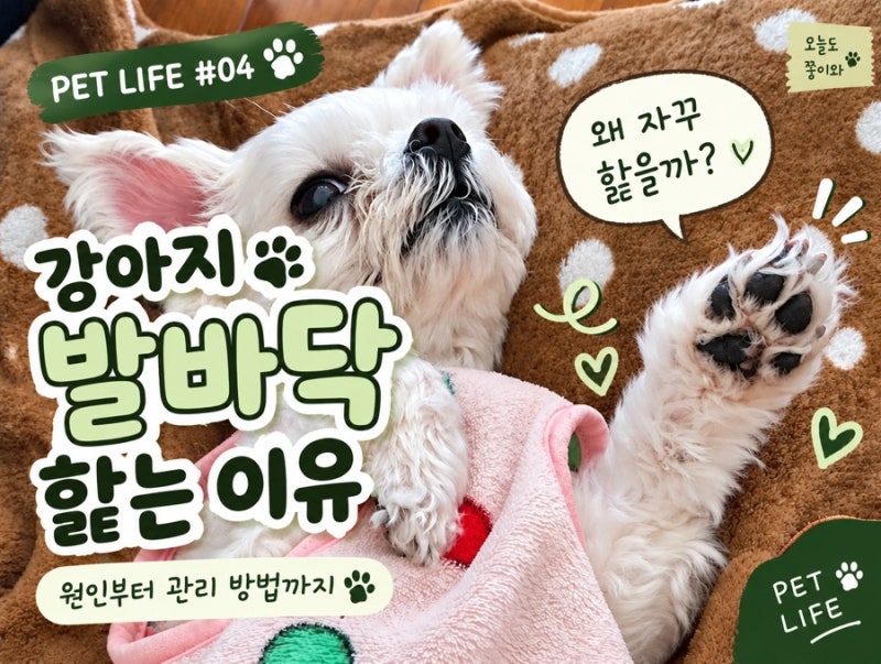 PET LIFE #04 | 강아지가 발바닥을 자꾸 핥는 이유
