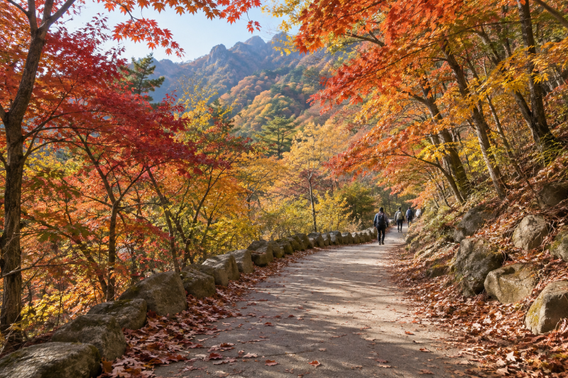 2026년 대구 근교 단풍시기 언제? 팔공산·주왕산·가야산 예상 절정 정리