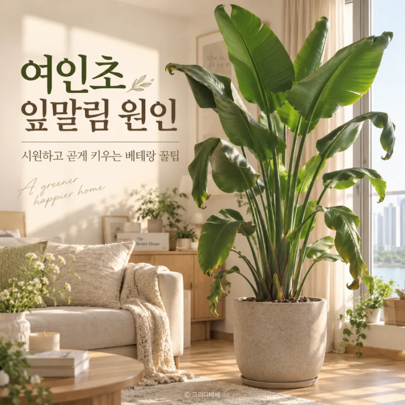 여인초 잎말림 원인, 시원하고 곧게 키우는 베테랑 꿀팁