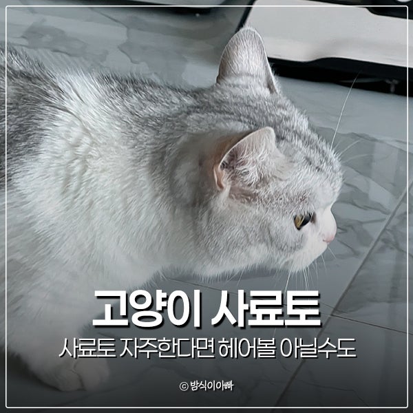 고양이 사료토 자주한다면 헤어볼 아닐수도