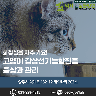 고양이가 화장실을 자주 가요! 고양이 갑상선기능항진증 증상과 관리 ┃ 양주 덕계 원동물병....