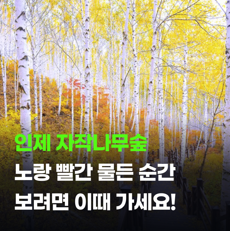인제 자작나무 숲 가을 단풍 당일치기 등산 코스 이렇게 가세요