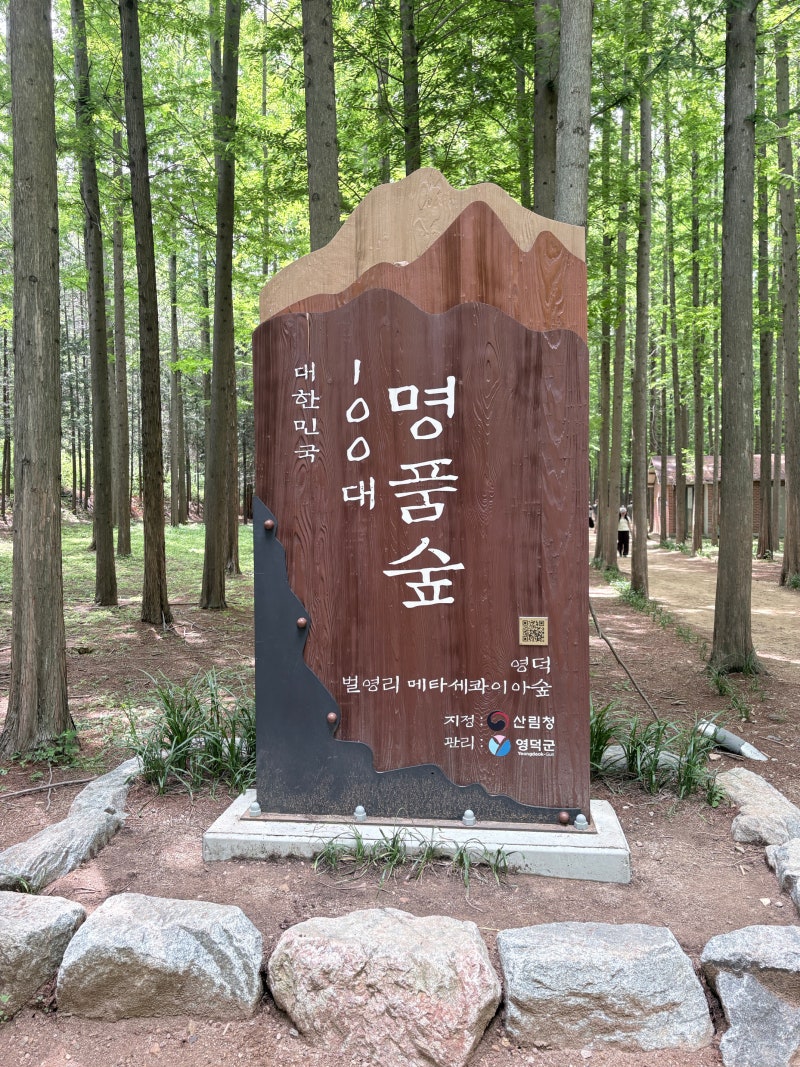 [메타세콰이어숲] 영덕 가볼만한곳 벌영리 메타세콰이어숲 산책 후기