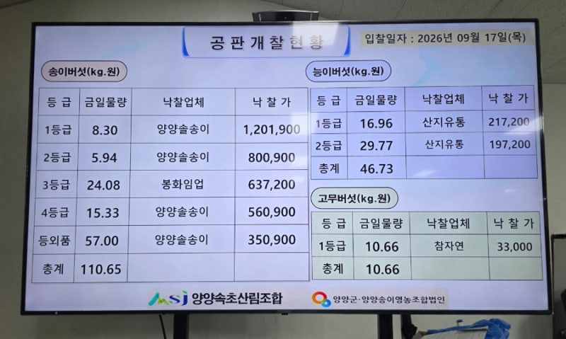 양양송이농장 첫 송이 산행 양양송이 첫 낙찰가격