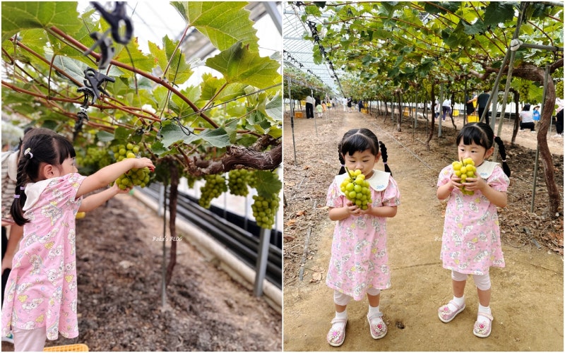 경기도 화성 아이와 가볼만한곳 아기농부 어린이 샤인머스켓 포도따기 체험