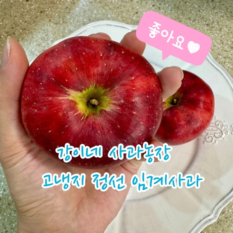 봄날 이야기, 고냉지 정선 임계사과 꼬꼬마 구매후기, 강이네 사과농장