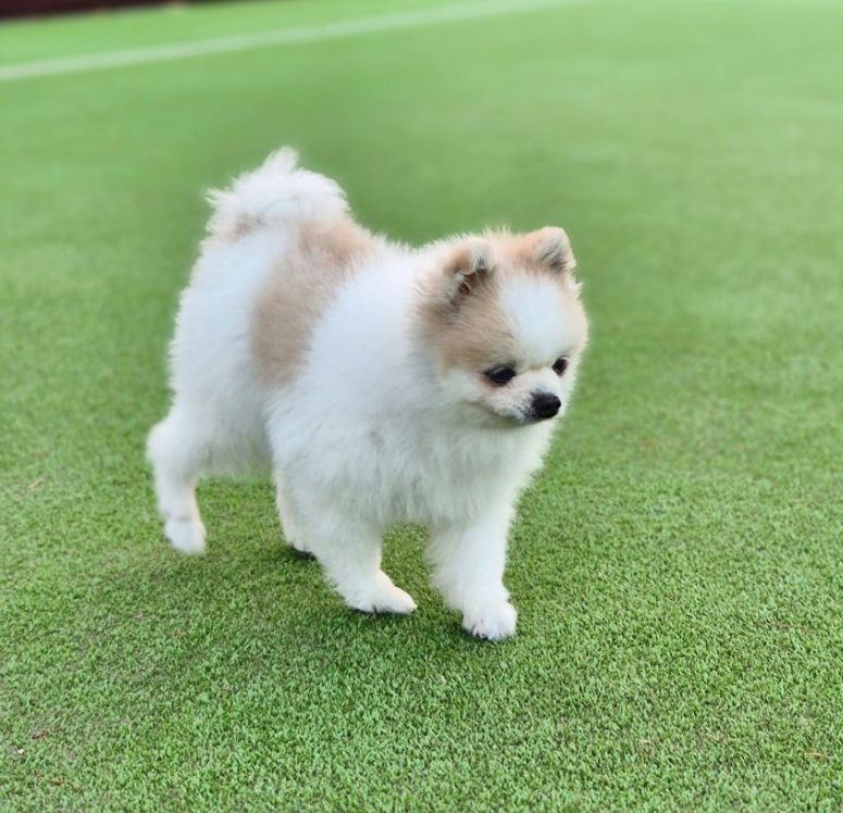 강아지 십자인대 부분 파열 증상, 수술 없이 관리할 수 있을까요?
