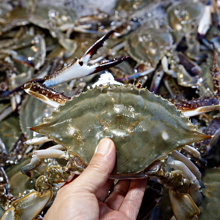 가을 꽃게 시기 및 제철, 암게 숫게 뭐가 더 맛있을까?