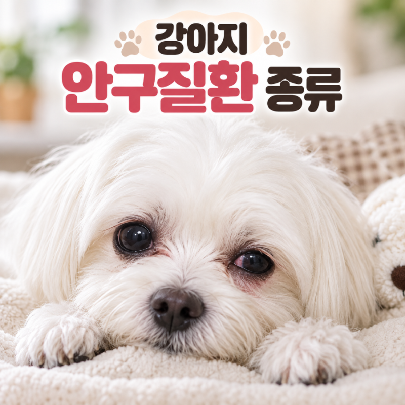 강아지 눈병 종류 총정리 결막염부터 백내장 녹내장까지