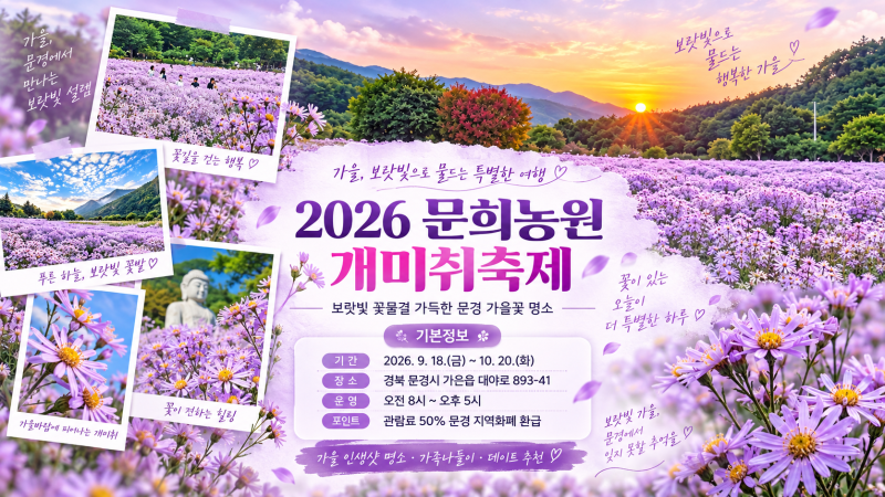2026 문희농원 개미취축제, 보랏빛 꽃길에 반하다! 문경 가을 여행 명소·개화시기·입장료 총....