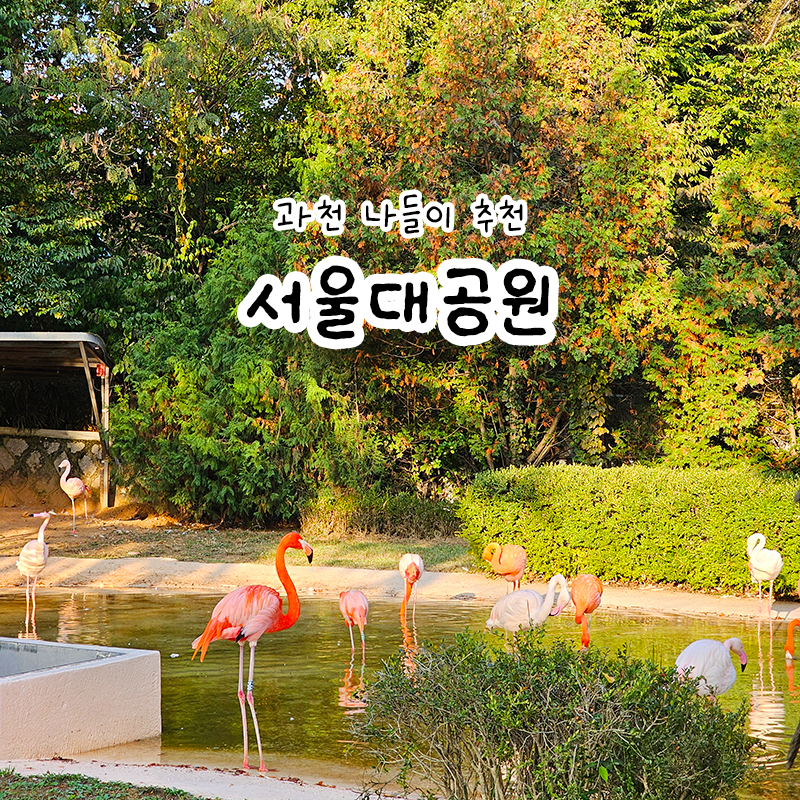 과천 서울대공원 동물원 리프트 코끼리열차 패키지 할인 방법