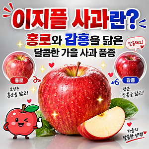 이지플 사과란?｜홍로와 감홍을 닮은 달콤한 가을 사과 품종