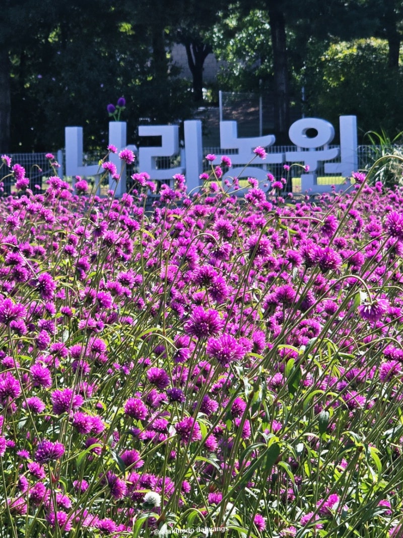양주 나리 공원 축제 나리농원 2026 천일홍 가을페스타 일정 가볼만한곳