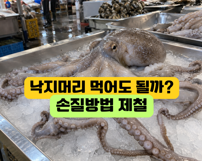 낙지 머리 먹어도 될까? 내장 손질법과 제거방법 가을 낙지 제철