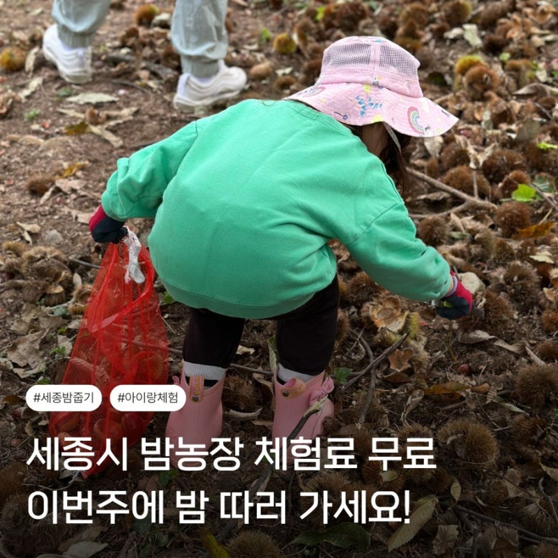 세종 밤줍기 체험 3년째 가는 금남면 밤농장, 입장료 무료