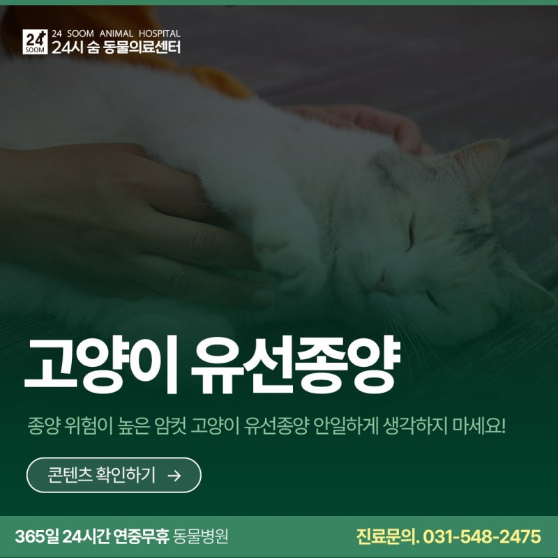 수원고양이동물병원 배에 혹이 만져진다면 유선종양 의심!
