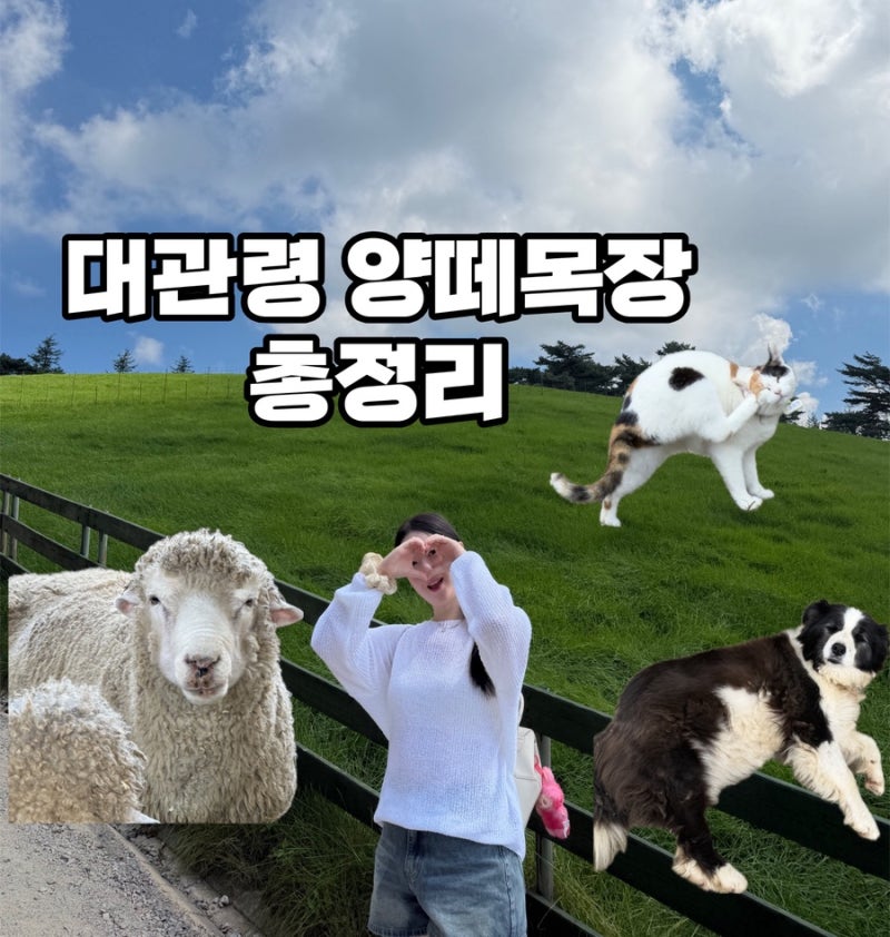 강원도여행 가볼만한곳 대관령양떼목장 양먹이주기체험 후기와 총정리(주차, 시간, 입장료, ....