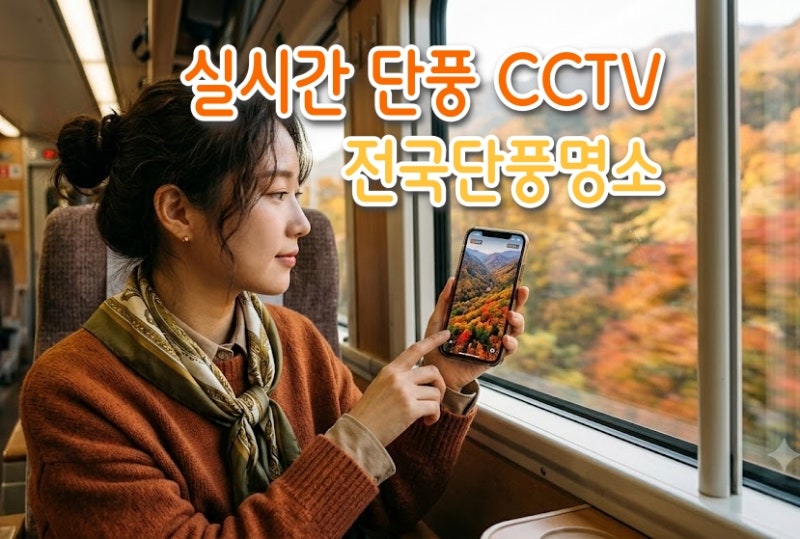 전국 단풍명소 얼마나 물들었을까? 실시간 단풍 CCTV로 미리보는 법