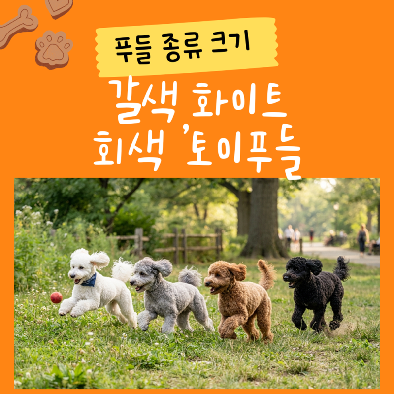 푸들 종류 크기! 갈색 화이트 블랙 회색 토이푸들 성격부터 특징