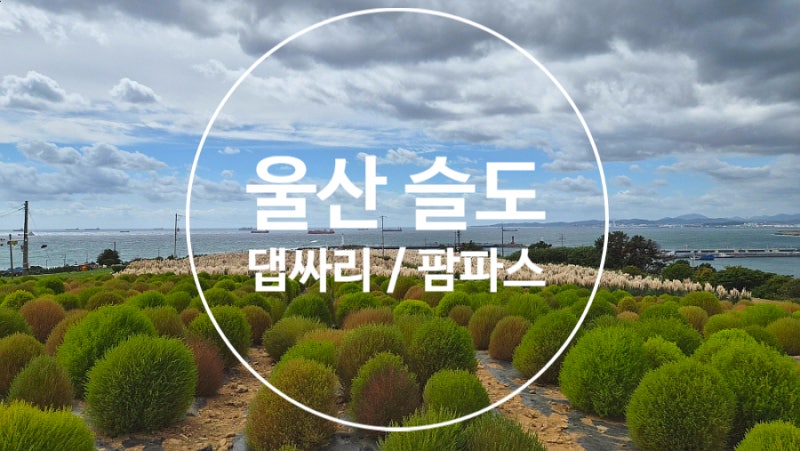 울산 동구 슬도 댑싸리 팜파스 군락지 아이랑 방문후기