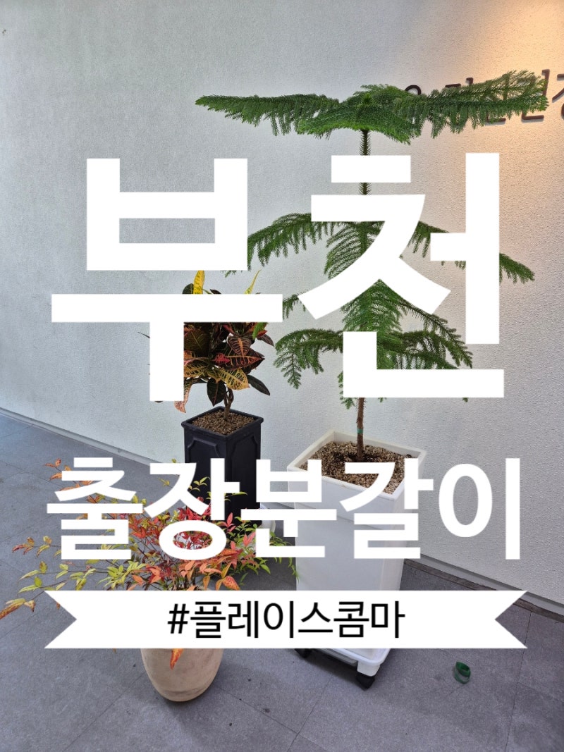 부천 병원 출장분갈이, 기존 화분에 새로운 식물을 심어드렸어요