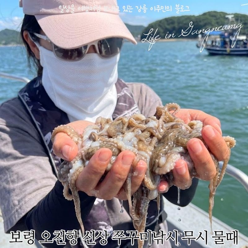 보령 오천항 선상 쭈꾸미낚시 무시 물때(예약 팁)