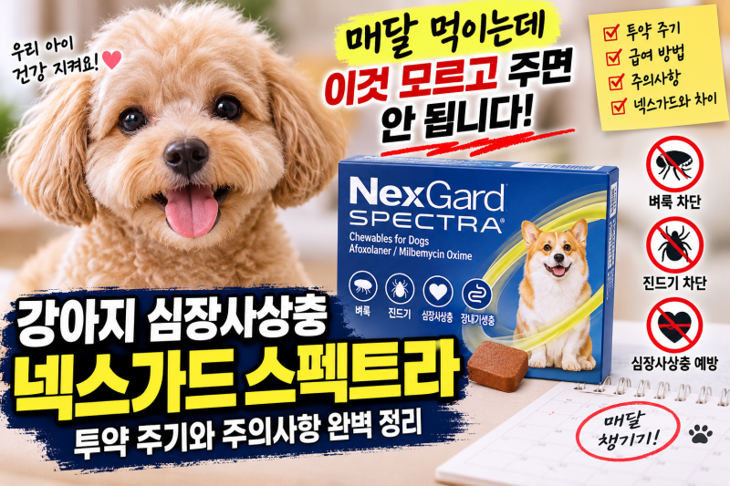 강아지 심장사상충 넥스가드 스펙트라 투약 주기와 주의사항