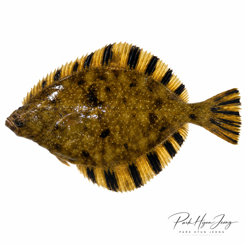 강도다리 Platichthys stellatus