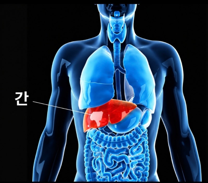 NO 76, 간수치 AST,ALT 정상 범위는 얼마일까? 수치가 높아지는 이유와 간 건강 관리