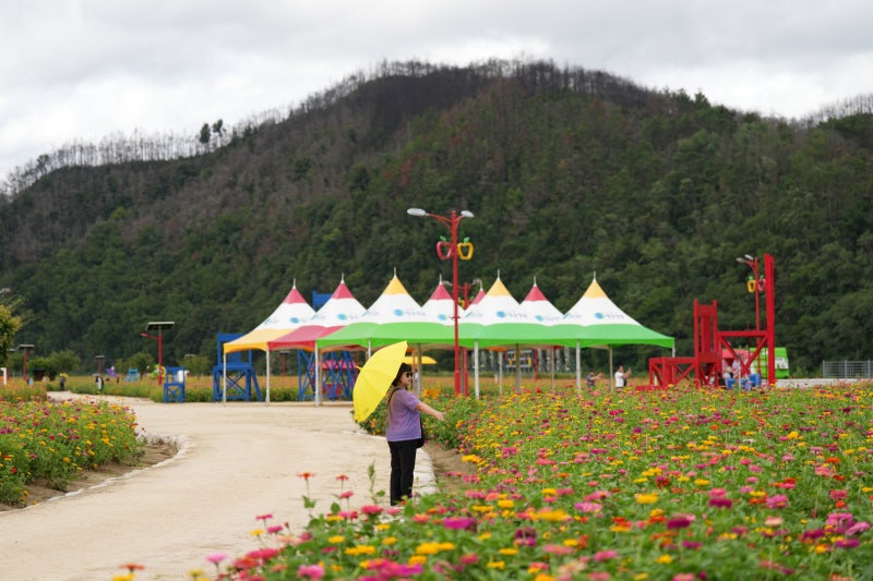 꽃 백일홍 가득한 청송 가볼 만한 곳 산소 카페 청송 정원