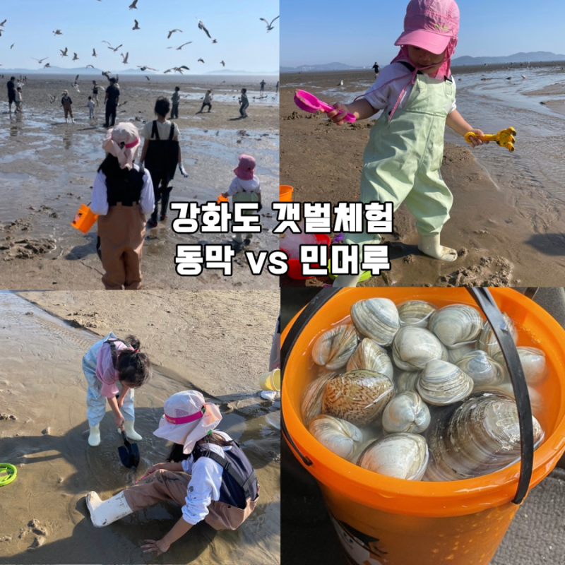 강화도 갯벌체험 아이랑 동막해수욕장 vs 민머루 비교! 준비물·물때·해감 총정리