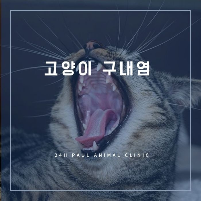 고양이 구내염 치료, 전발치
