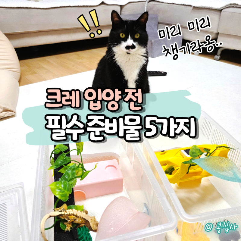 크레스티드 게코 도마뱀 키우기 전 미리 준비해야 할 필수템 5가지