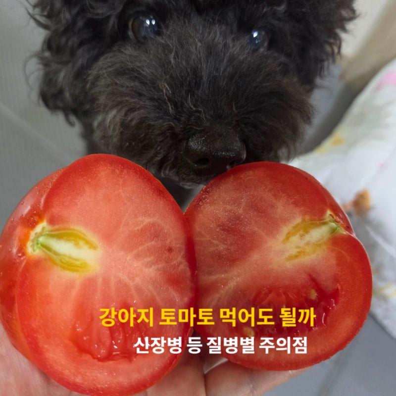 강아지 토마토 먹어도 될까? 신장병 등 질병별 주의점